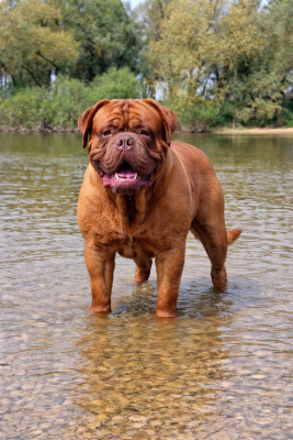 Étalon Dogue de Bordeaux - Unplugged des gargans d'or