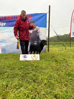 Étalon Rottweiler - Altesse Des Princes De L'albinol