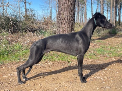 Étalon Whippet - Atomic Spirit Du Domaine Rose Chardon