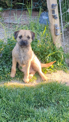 Étalon Border Terrier - Another Brick In The Wall d'Hixa's Stories