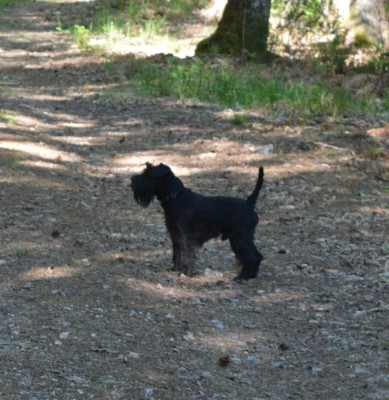 Étalon Schnauzer miniature - Vasco La Villa y Roble