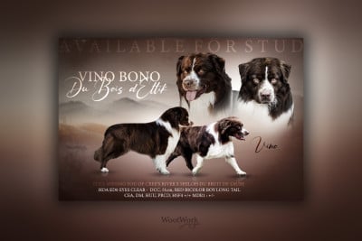 Étalon Berger Australien - Vino Bono Du Bois D'Eltik