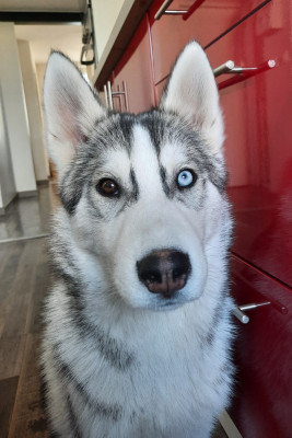 Étalon Siberian Husky - Artik Flash De la passion Nordique