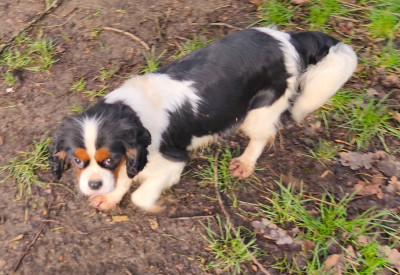 Étalon Cavalier King Charles Spaniel - VALENTINE du domaine des quatre pattes