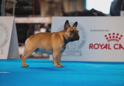 Étalon Bouledogue français - Altesse Royale Apollon Du Domaine De La Lortière