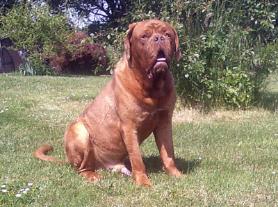Étalon Dogue de Bordeaux - Opium Nostalgie de France