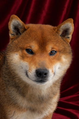Étalon Shiba - VALMIKI De La Source Des Rochettes