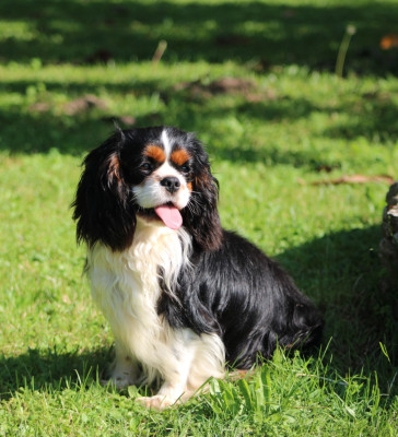 Étalon Cavalier King Charles Spaniel - Vaillant Reiven de la maison du ryez