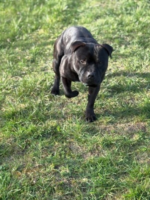 Étalon Staffordshire Bull Terrier - Tairo Des Satin A Salazie