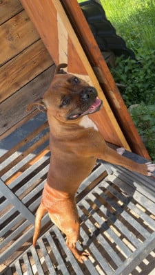 Étalon Staffordshire Bull Terrier - Vaiana Of secret s sources