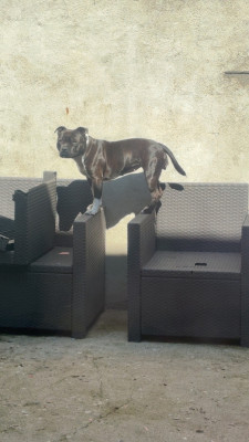 Étalon Staffordshire Bull Terrier - Vanille dit Vita (Sans Affixe)