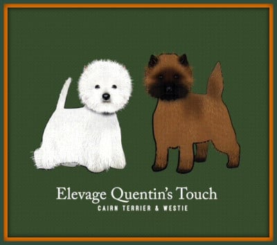 Étalon Cairn Terrier - Quentin's Touch Arnacoeur