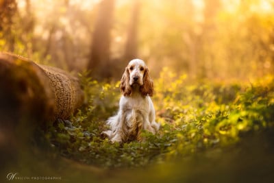 Étalon Cocker Spaniel Anglais - Audace De La Rose Anglaise