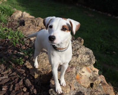 Étalon Parson Russell Terrier - Sully (Sans Affixe)