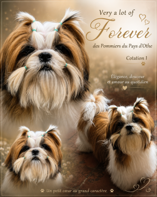 Étalon Shih Tzu - Very a lot of forever des Pommiers du Pays d'Othe