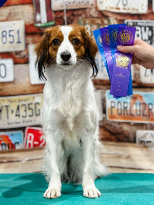 Étalon Petit chien hollandais de chasse au gibier d'eau - CH. Waterbound Put A Spell on You at Tuffntendr