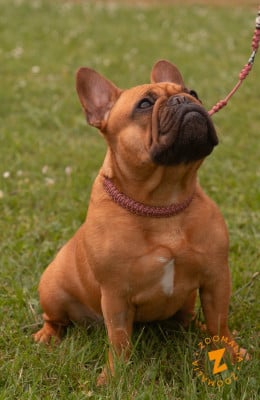Étalon Bouledogue français - URAKEN-ULMA De L' Alzine De Saint-Martin