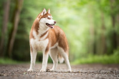 Étalon Siberian Husky - Arés l'appel de la meute