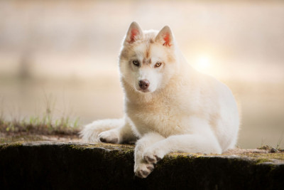 Étalon Siberian Husky - Asha l'appel de la meute