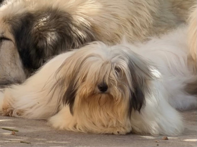 Étalon Coton de Tulear - ATHENA du Domaine du Chai de Majolan