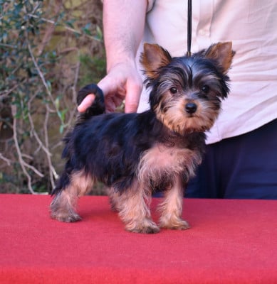 Étalon Yorkshire Terrier - Benshamah Amaryllis