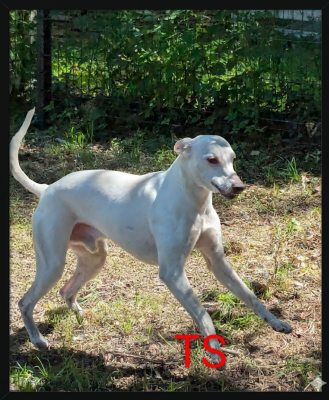 Étalon Whippet - Amarante De La Truffe Sacrée