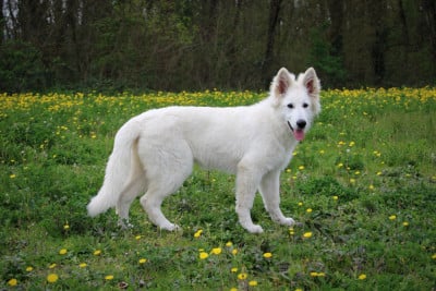 Étalon Berger Blanc Suisse - Akari ARUNY des terres de skoll et hati