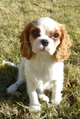Étalon Cavalier King Charles Spaniel - Mon chien test atara
