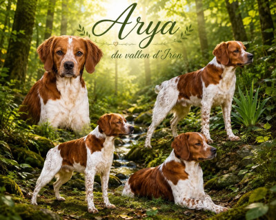 Étalon Epagneul Breton - Arya Du Vallon D'Iron