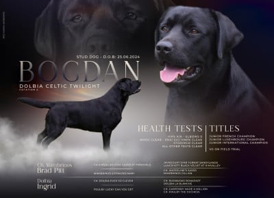 Étalon Labrador Retriever - CH. dolbia Celtic twilight
