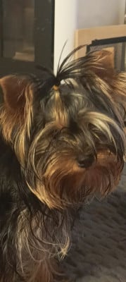 Étalon Yorkshire Terrier - Atomic beauty Du puits des sortileges