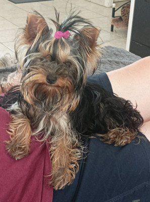 Étalon Yorkshire Terrier - Atomic beauty Du puits des sortileges
