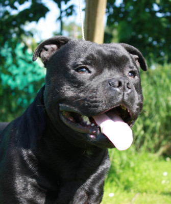 Étalon Staffordshire Bull Terrier - VELVET of the original pit spirit