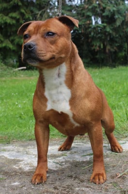 Étalon Staffordshire Bull Terrier - VIDEO GAMES De karysha