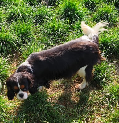 Étalon Cavalier King Charles Spaniel - ANNA du domaine des quatre pattes