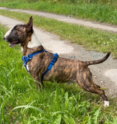 Étalon Bull Terrier Miniature - Eik (Arès) Vom stahlguss