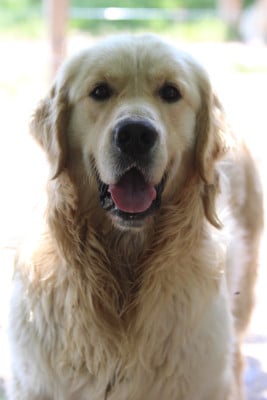 Étalon Golden Retriever - Vadrouille of Mayajoe's Dreams