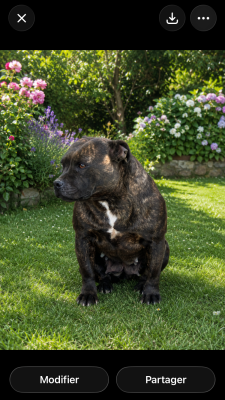 Étalon Staffordshire Bull Terrier - Victim to my love of Atomic Dog