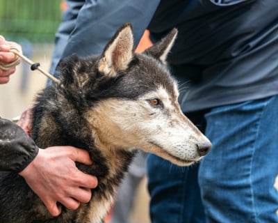 Étalon Siberian Husky - Pawak Des Cimes Du Léman