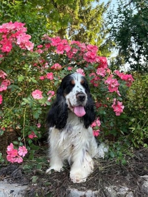 Étalon Cocker Spaniel Anglais - Tache Du pré moussey