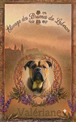 Étalon Bulldog continental - Valeriane Des Brumes Du Luberon