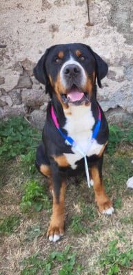 Étalon Grand bouvier suisse - Végéta de la rose glacée