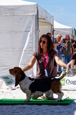 Étalon Basset Hound - Alouette Du Cercle De Léma