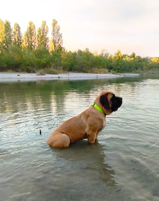 Étalon Mastiff - ANGUS De La Villa Giulisario