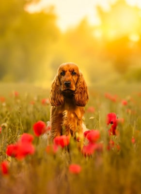 Étalon Cocker Spaniel Anglais - Amarra (Sans Affixe)