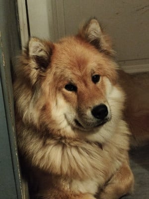 Étalon Eurasier - VIENTIANE Du Val De La Fenouillere