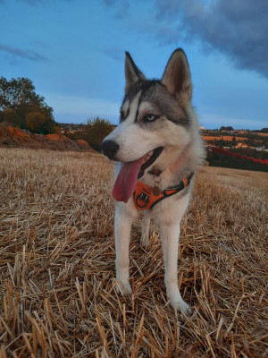 Étalon Siberian Husky - Artik Flash De la passion Nordique