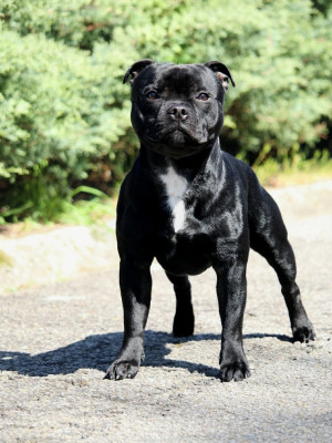 Étalon Staffordshire Bull Terrier - CH. Vasko The Little Staffy Valley
