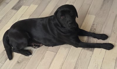 Étalon Labrador Retriever - Umy De la sauvagette