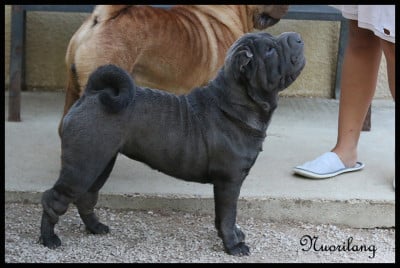 Étalon Shar Pei - Very Berry Bloody Marry du Nuorilang